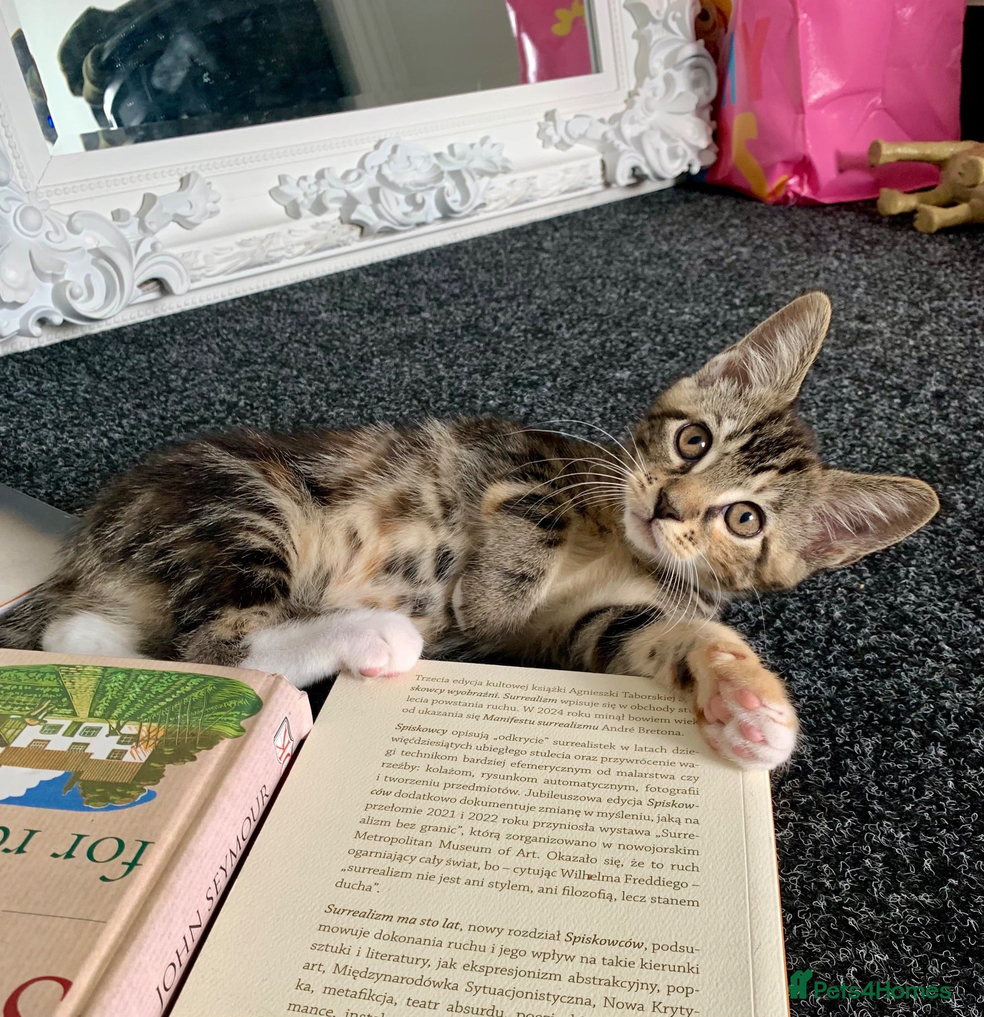 Mixed Breed cats Mixed Main Coon kittens  - Advert 12
