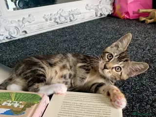 Mixed Breed cats Mixed Main Coon kittens - Advert 12
