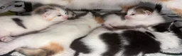 Mixed Breed cats for sale: 4 Kittens For Sale - Advert 8