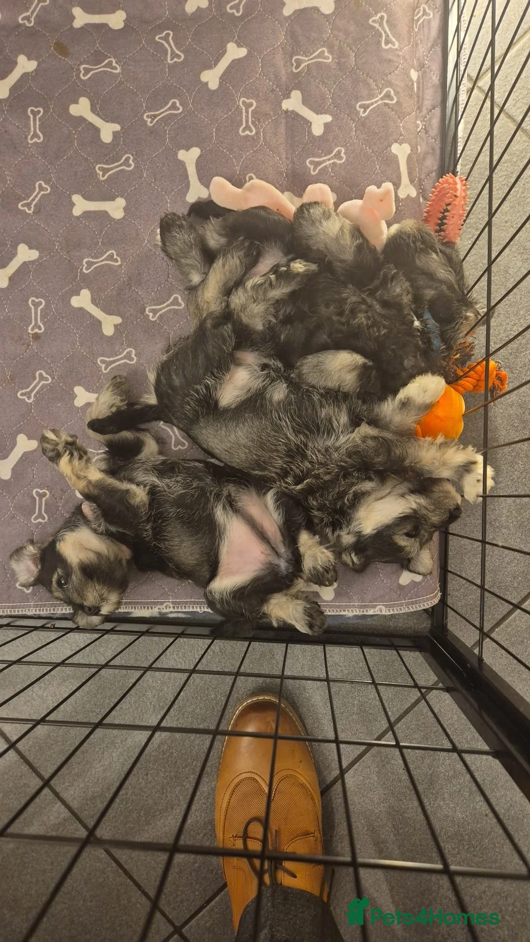 Miniature Schnauzer dogs for sale: KC Registered Miniature Schnauzer Puppies - Advert 6