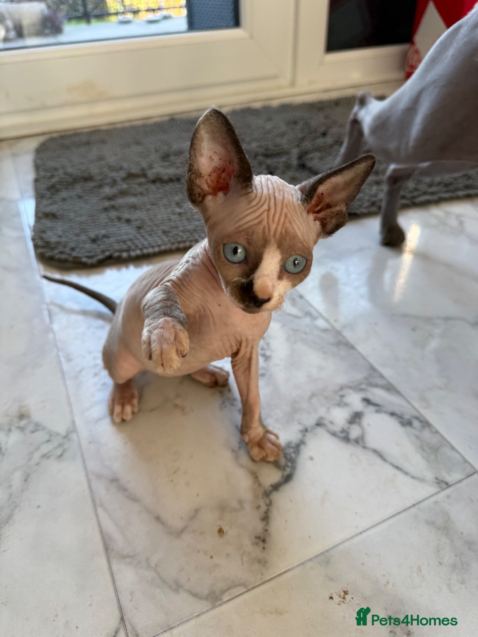 Sphynx cats Sphynx canadian kittens ready niw  - Advert 1