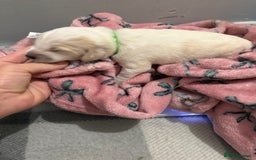 Cockapoo dogs for sale: Cockapoo puppies for sale  - Advert 11