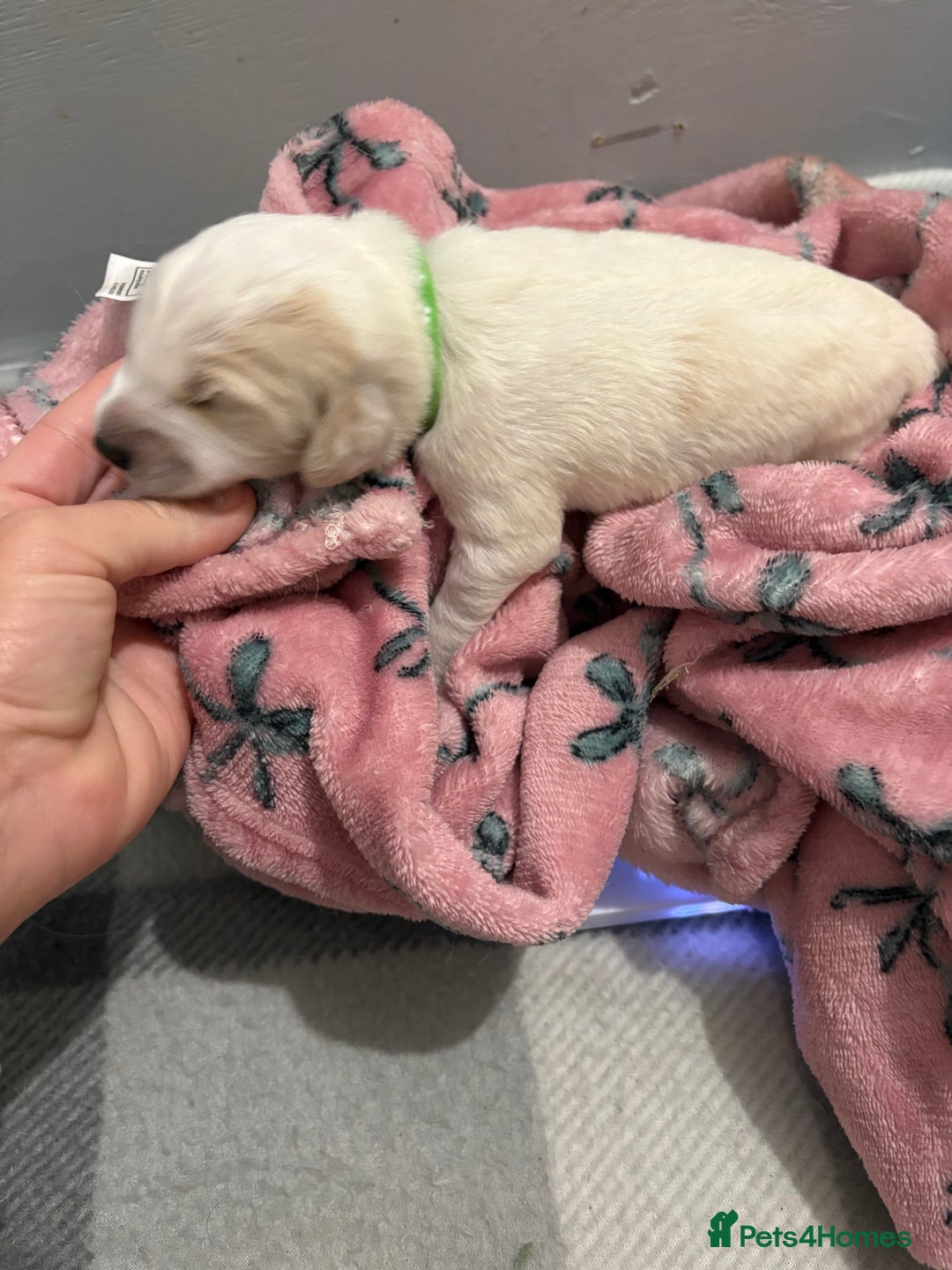 Cockapoo dogs for sale: Cockapoo puppies for sale  - Advert 11