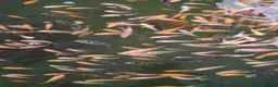 Koi Carp fish for sale: Koi fry 1-3 inch  in Willenhall - Advert 5