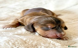 Cocker Spaniel dogs for sale: KC Reg Fully Health Tested Showline Cocker Spaniel - Image 20