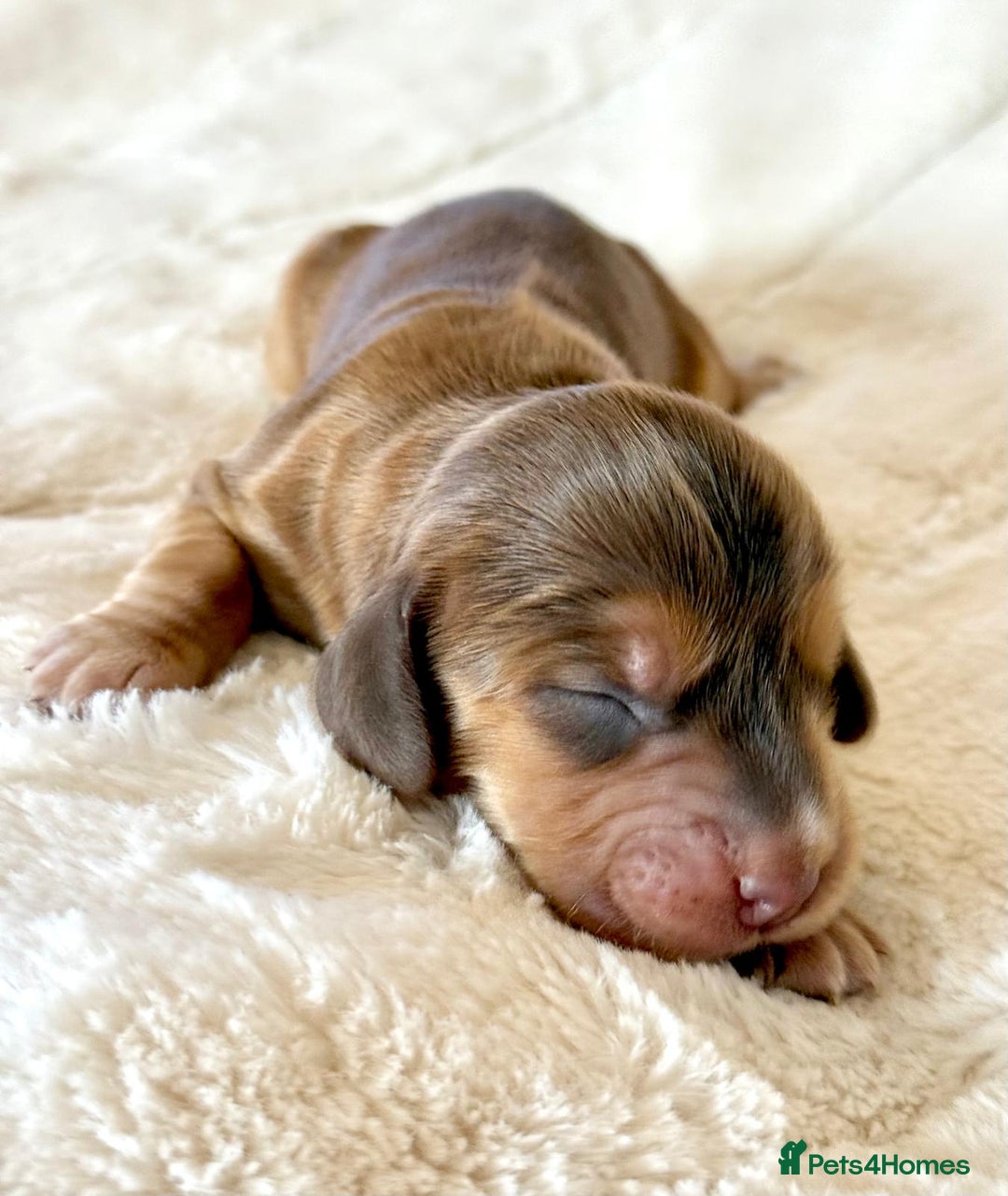 Cocker Spaniel dogs for sale: KC Reg Fully Health Tested Showline Cocker Spaniel - Image 20