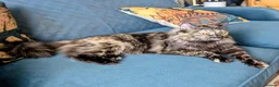Ragdoll cats for sale: Gorgeous Tortie Cross Ragdoll Girl - Advert 5