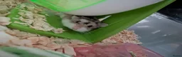 Hamster rodents for sale:  HOME dwarf baby hamsters 2x  - Advert 2