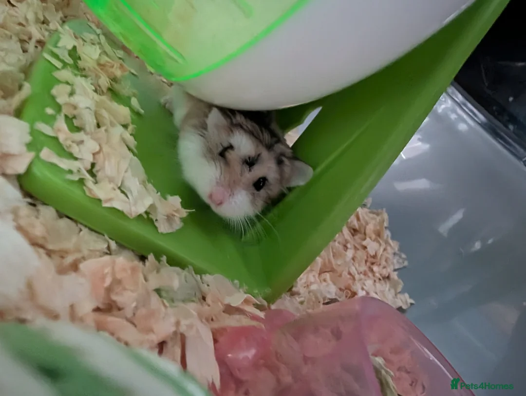 Hamster rodents for sale:  HOME dwarf baby hamsters 2x  - Advert 2