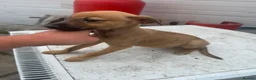 Whippet dogs for sale: BEAUTIFUL WHIPPET PUPS in Tilbury - Advert 3