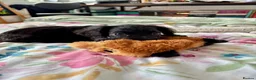 Cocker Spaniel dogs for sale: Bonnie - Young working cocker spaniel  - Advert 4