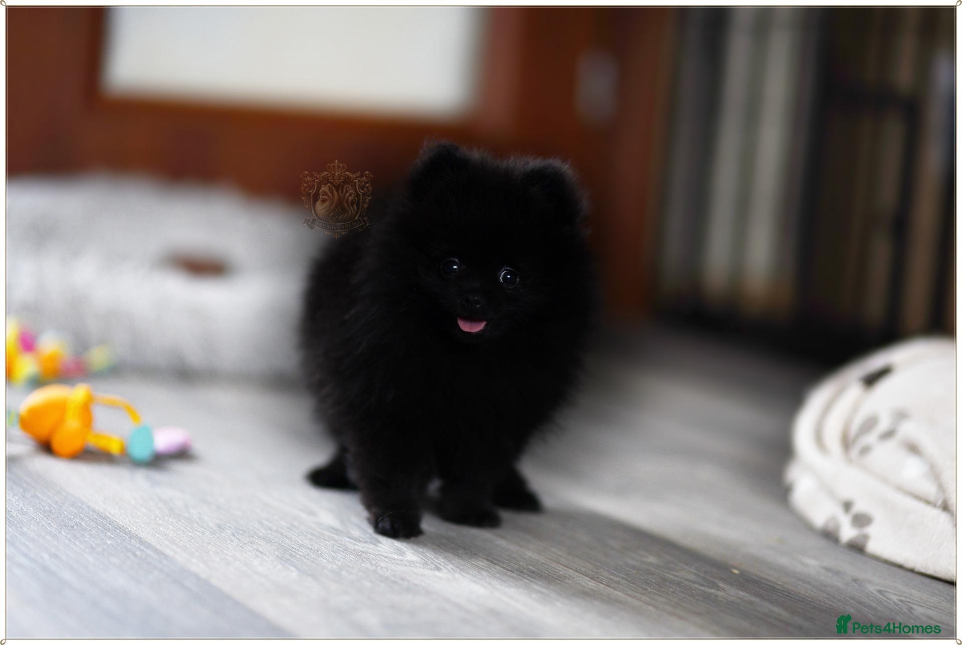 Pomeranian dogs 🐾💙 BLACK TEDDY BEAR POMERANIAN RKC DNA - Advert 4