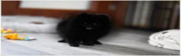 Pomeranian dogs for sale: 🐾💙 BLACK TEDDY BEAR POMERANIAN RKC DNA - Advert 2
