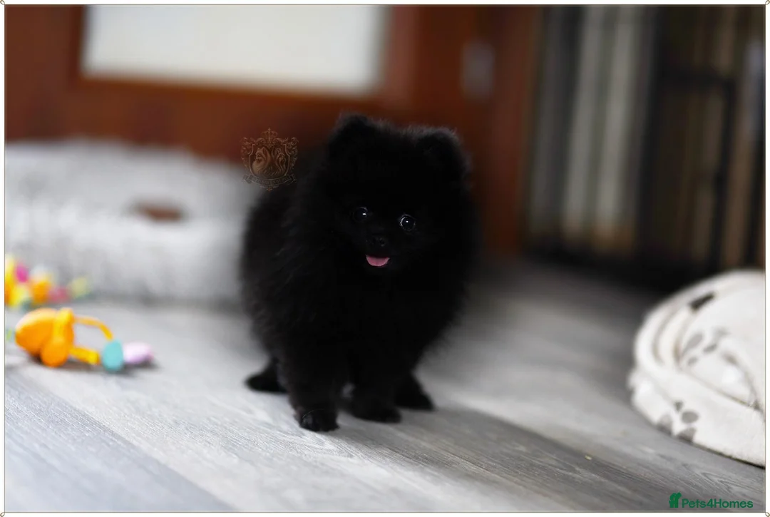 Pomeranian dogs for sale: 🐾💙 BLACK TEDDY BEAR POMERANIAN RKC DNA - Advert 2