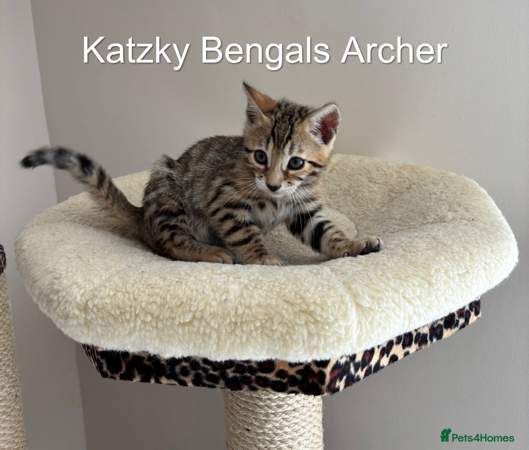 Bengal cats for sale: 😻Tica Best Bengal UK sired Kittens 🏆 🐾 🐱  - Image 10