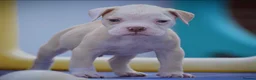 Olde English Bulldogge dogs for sale: 24 years 5⭐️Licensed & Registered, uk No 1  - Advert 3