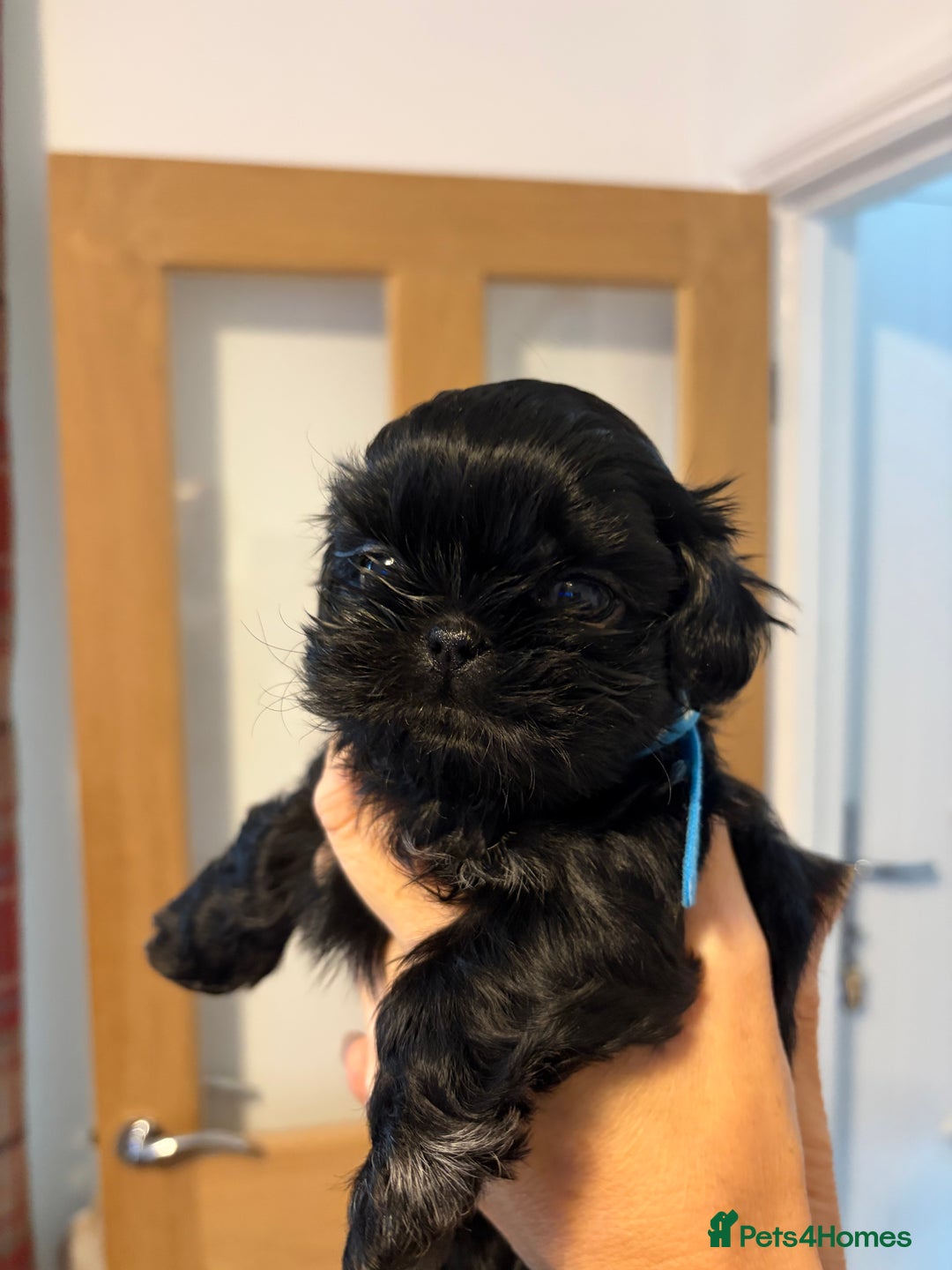 Shih Tzu dogs for sale: Imperial Shih Tzu  - Advert 3