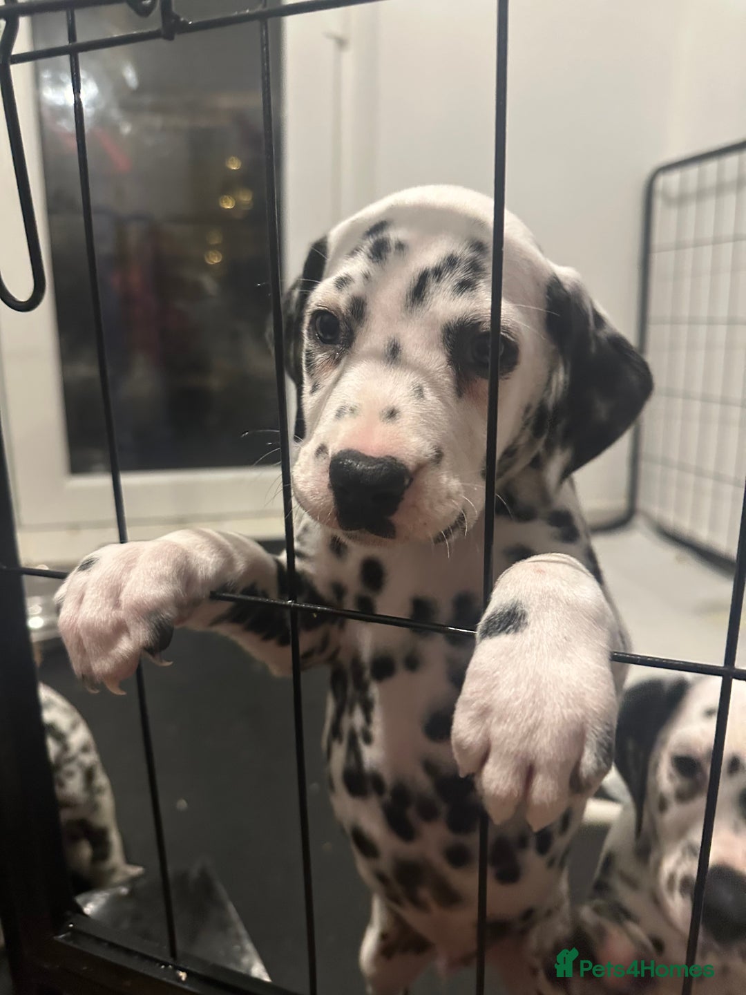 Dalmatian dogs for sale: Dalmatian boys 2 stunning boys left - Advert 12
