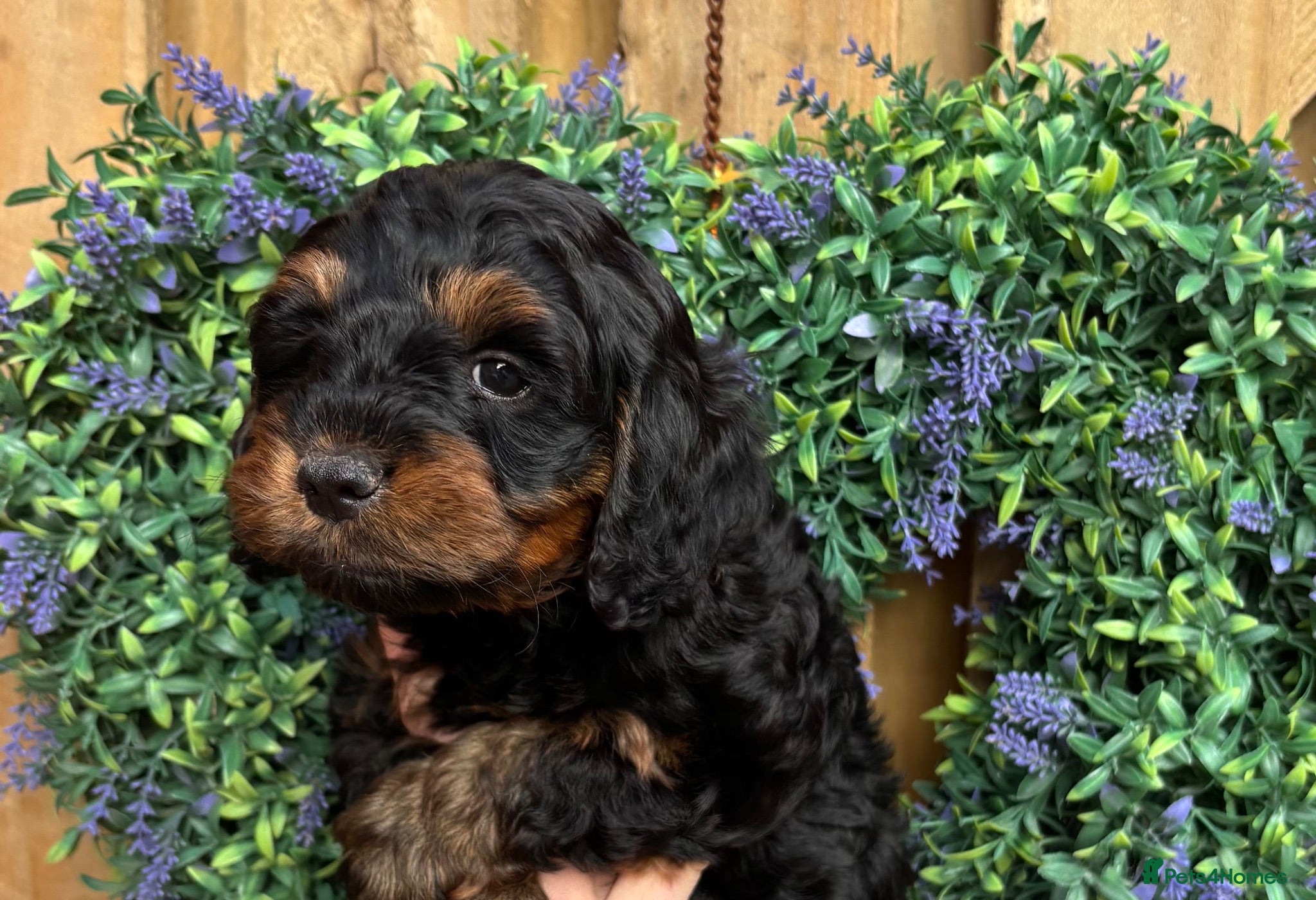 Cockapoo dogs Ready on Saturday Toy cockapoo puppies.  - Advert 4