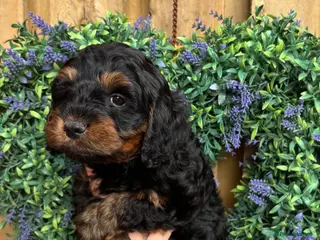 Cockapoo dogs Ready on Saturday Toy cockapoo puppies. - Advert 4