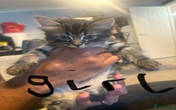 Mixed Breed cats for sale: Kittens  - Image 5
