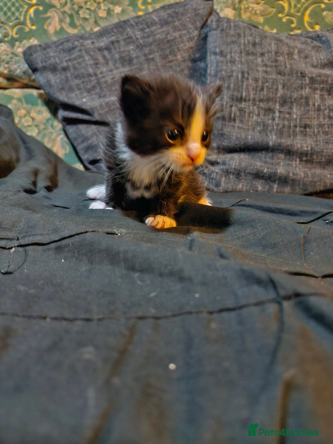 Maine Coon cats for sale: Maine Coon Cross Kittens - Advert 6