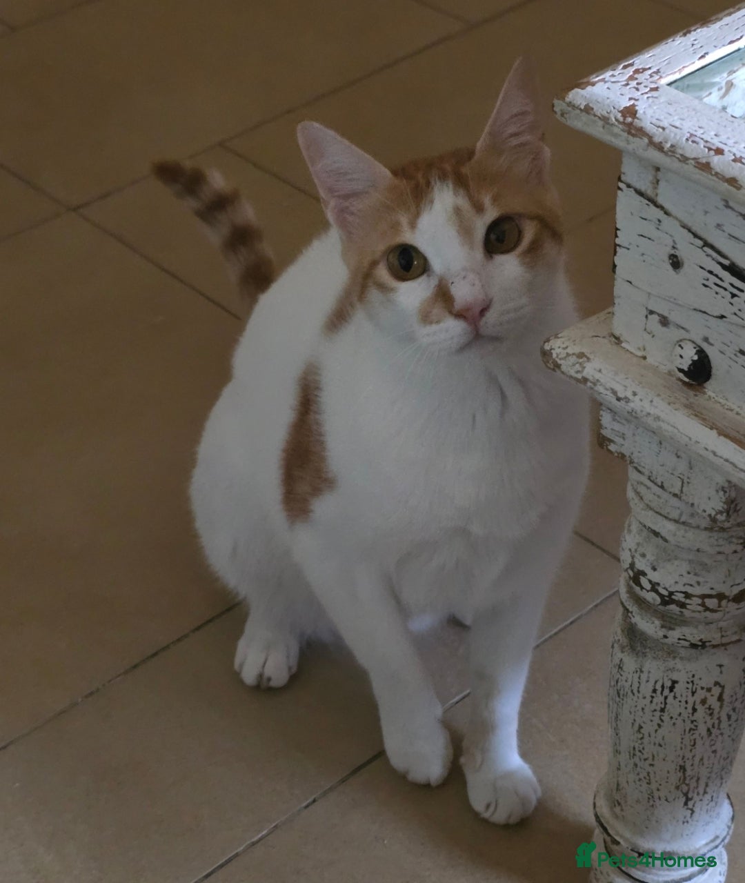 Mixed Breed cats for adoption: [Indoors Only] Kitkat and Eevee! Affectionate pair - Image 9
