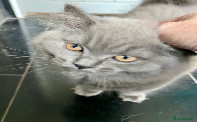 British Shorthair cats - Advert 13