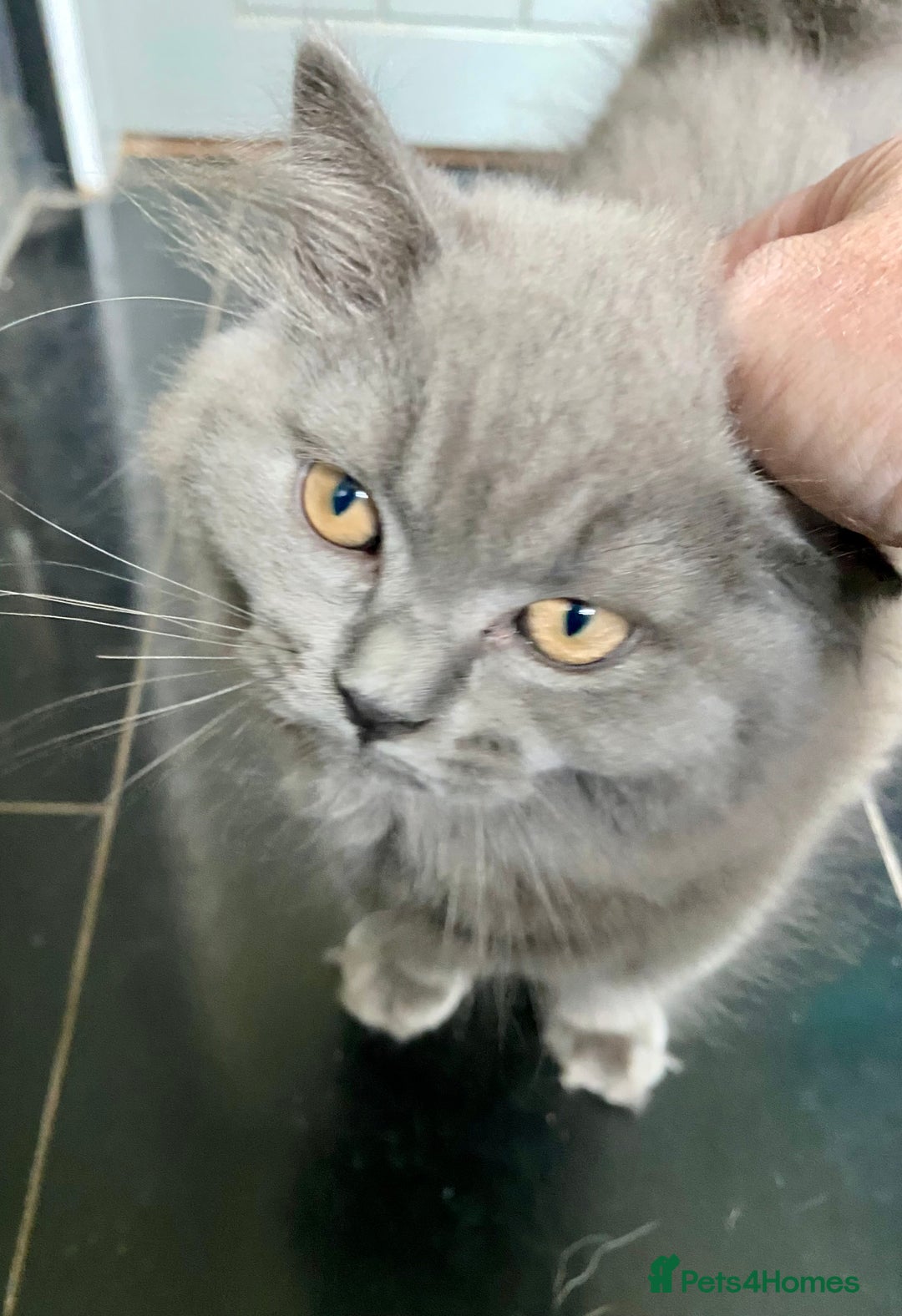 British Shorthair cats for sale: British short and long haired kittens ready to go - Image 1