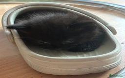 Mixed Breed cats for sale: 3  furbabies  looking for a forever home  - Image 9
