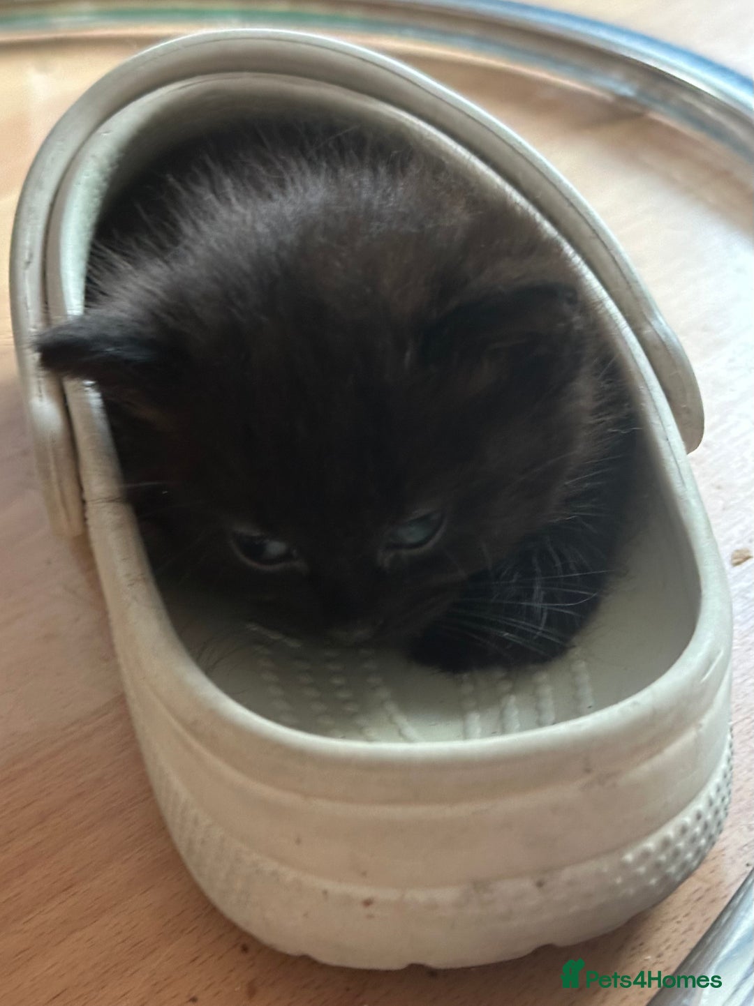 Mixed Breed cats for sale: 3  furbabies  looking for a forever home  - Image 9