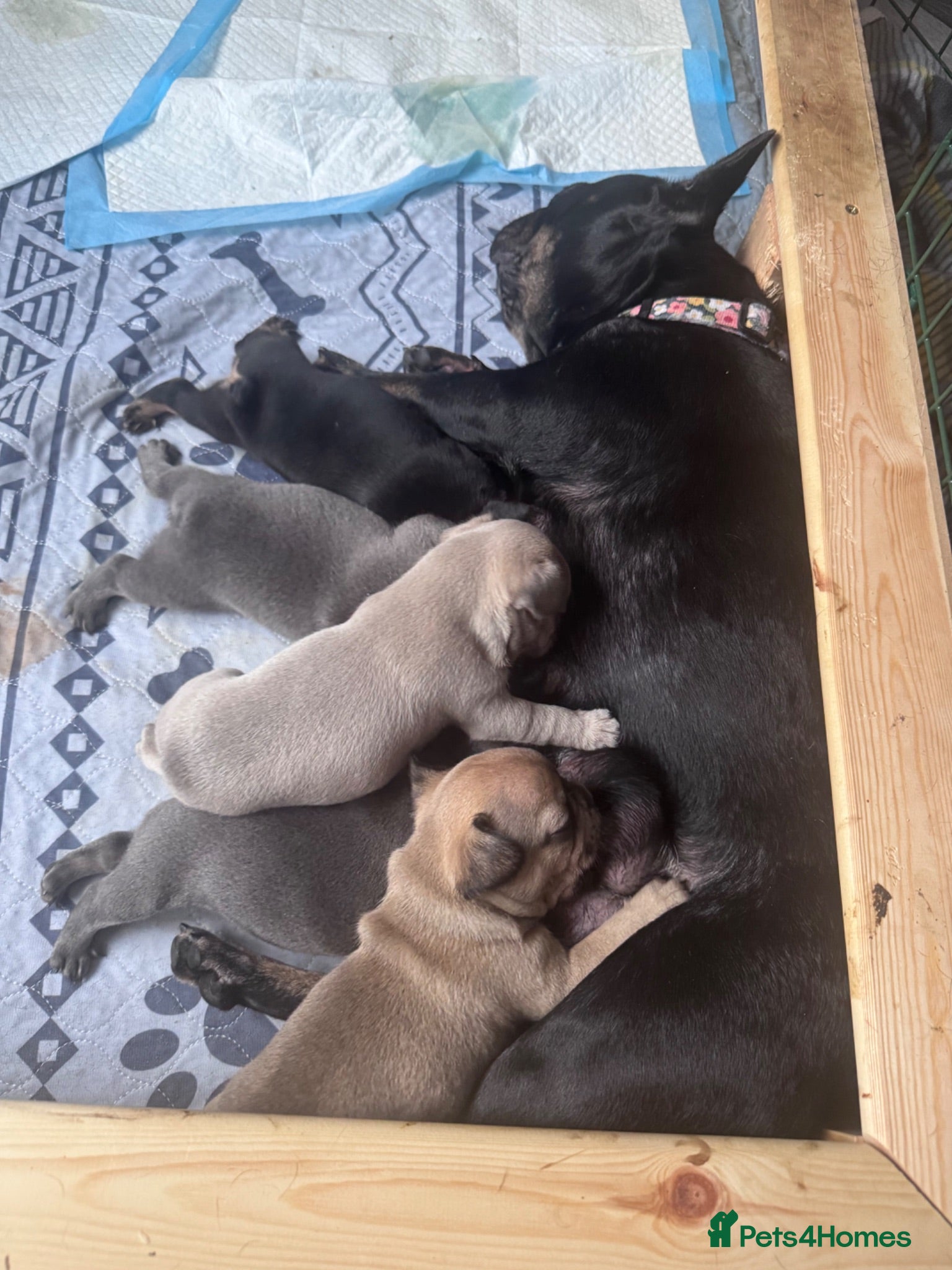 French Bulldog dogs 5 Chunky French Bulldog Puppies  - Advert 2