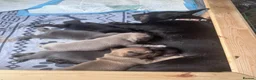 French Bulldog dogs for sale: 5 Chunky French Bulldog Puppies  - Advert 18