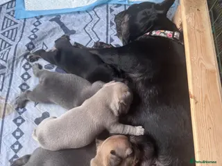 French Bulldog dogs 5 Chunky French Bulldog Puppies - Advert 1