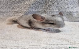 Chinchilla rodents for sale: Beautiful chinchillas for sale  - Image 1