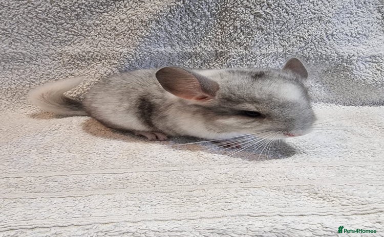 Chinchilla rodents - Advert 1