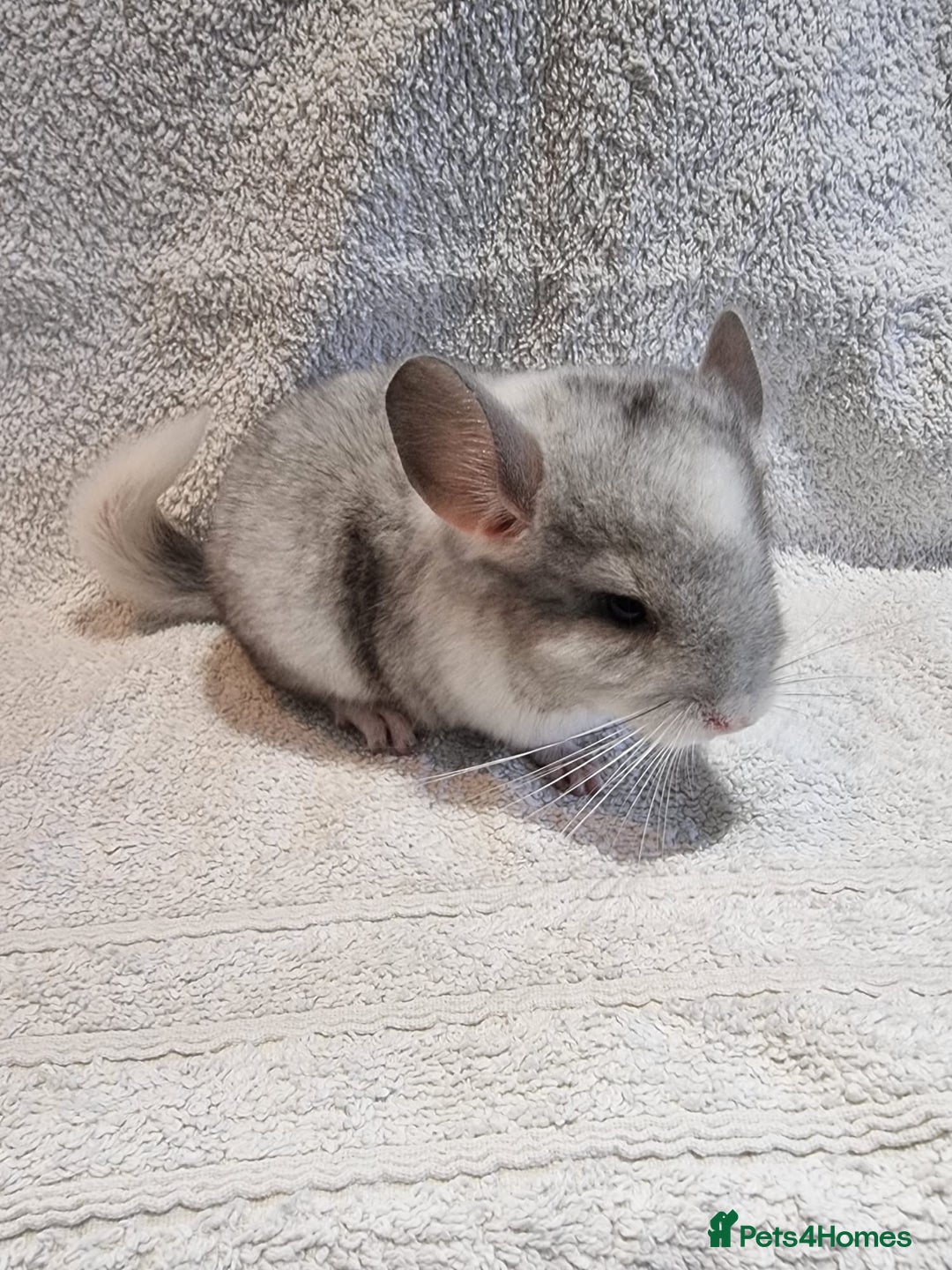 Chinchilla rodents for sale: Beautiful chinchillas for sale  - Image 1