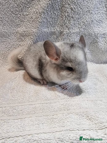 Chinchilla rodents - Advert 15