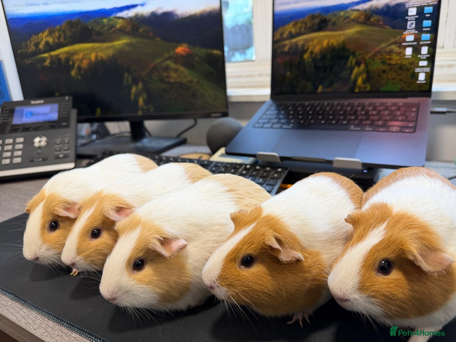 Guinea Pig rodents Buff & Cream Dutch Guinea Pigs - Breeding Group - Advert 1