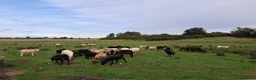 Sheep livestock for sale: Lambs (Weaned)  - Advert 2
