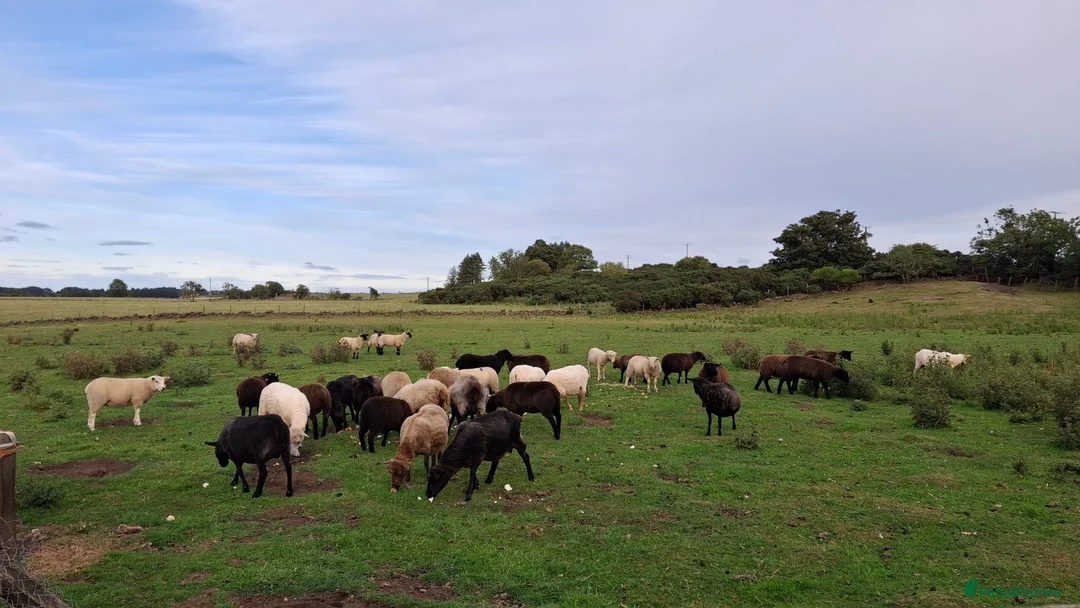 Sheep livestock for sale: Lambs (Weaned)  - Advert 2