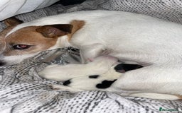 Jack Russell dogs for sale: Jack Russel pup 🐶  - Image 7