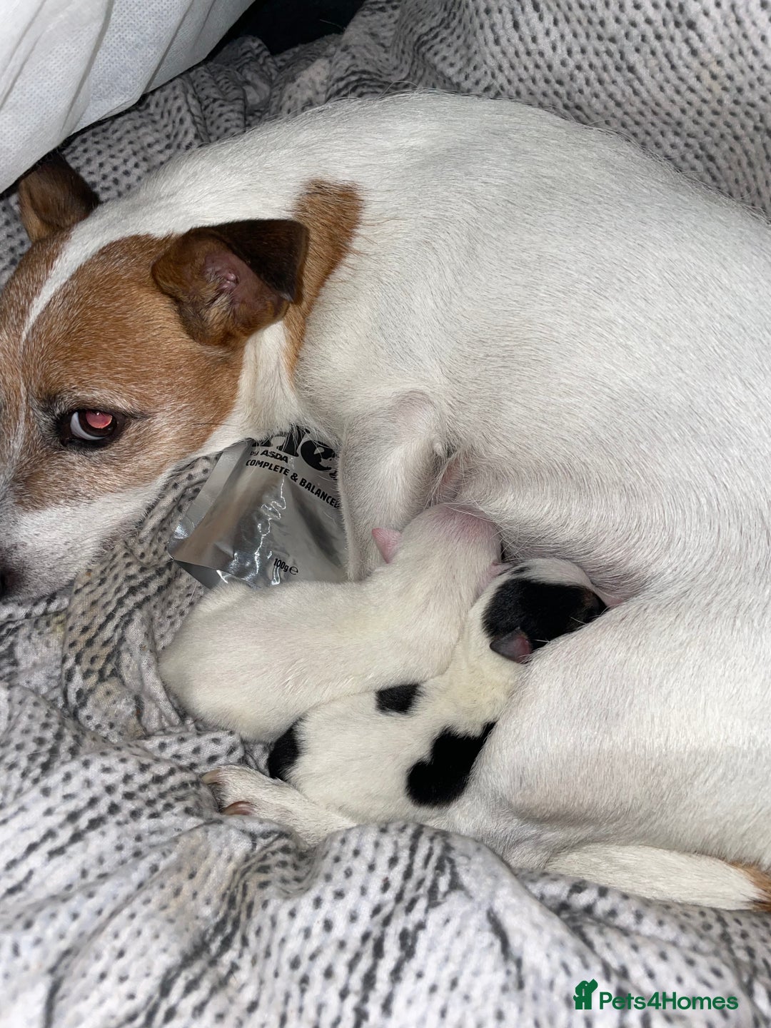 Jack Russell dogs for sale: Jack Russel pup 🐶  - Image 7