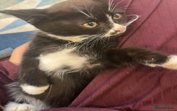 Mixed Breed cats for sale: cute kitten needs a home  - Image 2