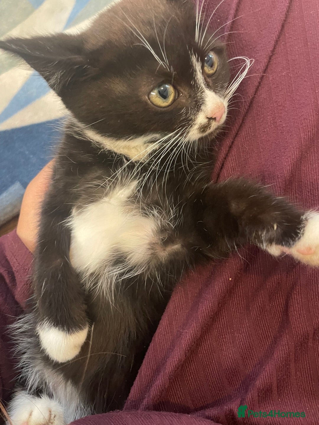 Mixed Breed cats for sale: cute kitten needs a home  - Image 2