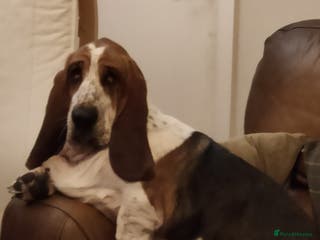 Basset Hound dogs Bert the basset in Sheffield - Advert 2