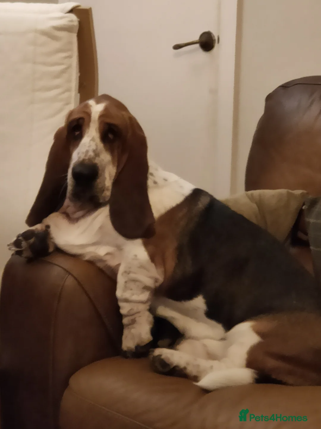 Basset Hound dogs for stud: Bert the basset  in Sheffield - Advert 1