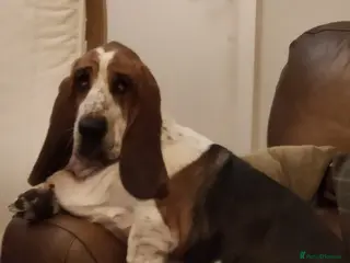 Basset Hound dogs Bert the basset in Sheffield - Advert 4