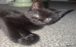 Domestic Shorthair cats for sale: 5⭐️homes wanted for beautiful, playful kittens - Advert 7