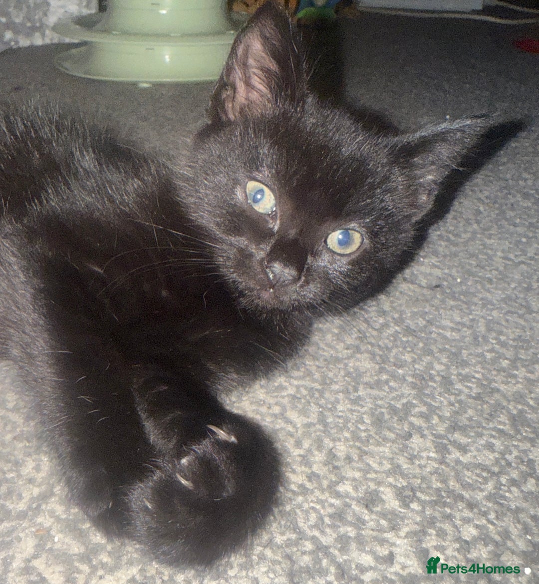 Domestic Shorthair cats for sale: 5⭐️homes wanted for beautiful, playful kittens - Advert 7